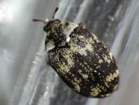 Anthrenus fuscus