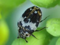 Anthrenus pimpinellae