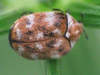 Anthrenus verbasci, Wollkrautblütenkäfer