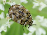 Anthrenus verbasci, Wollkrautblütenkäfer