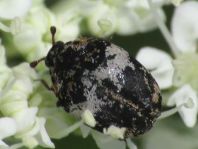 Anthrenus pimpinellae