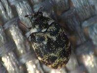 Anthrenus museorum, Kabinettkäfer