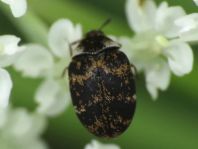 Anthrenus fuscus