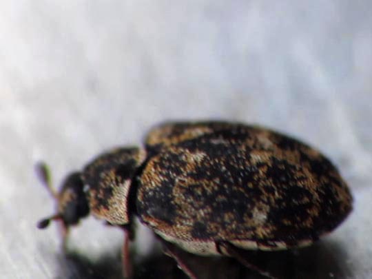 Anthrenus museorum, Kabinettkäfer