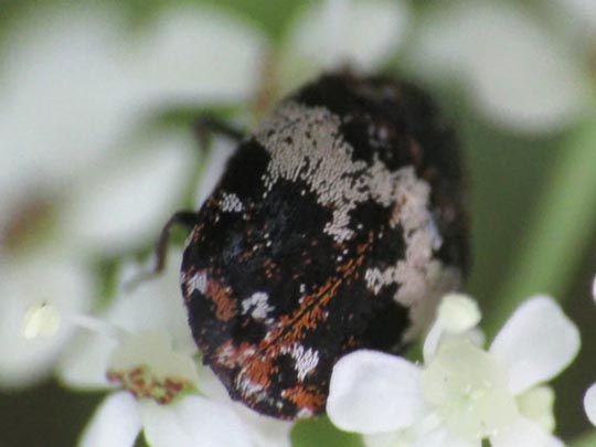 Anthrenus pimpinellae