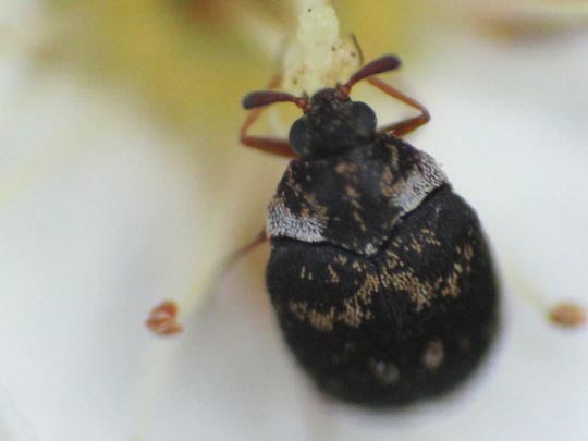 Anthrenus fuscus