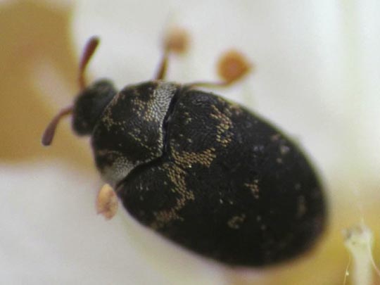Anthrenus fuscus