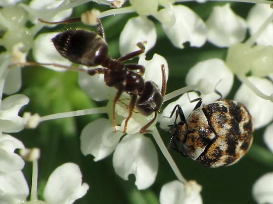 Anthrenus verbasci, Wollkrautblütenkäfer