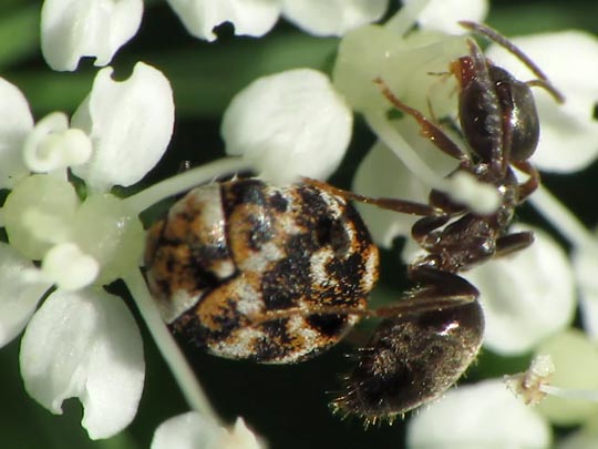 Anthrenus verbasci, Wollkrautblütenkäfer