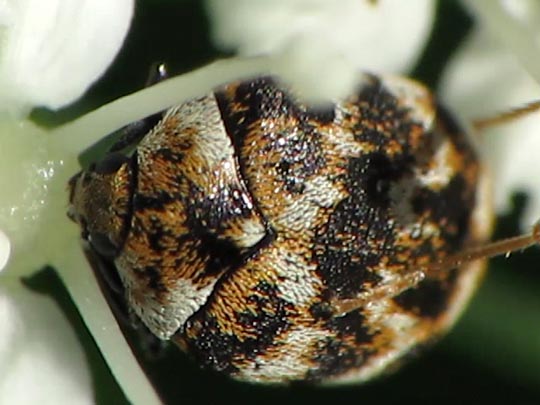 Anthrenus verbasci, Wollkrautblütenkäfer