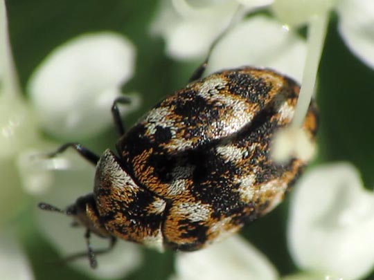 Anthrenus verbasci, Wollkrautblütenkäfer