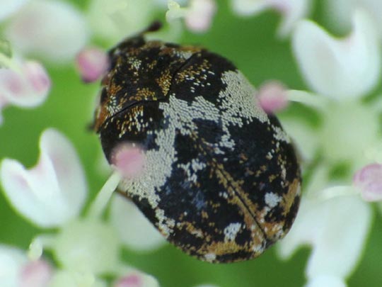 Anthrenus pimpinellae