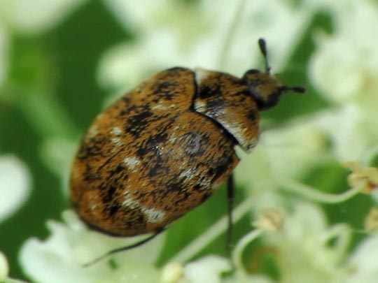 Anthrenus verbasci, Wollkrautblütenkäfer