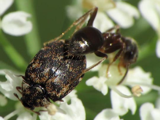 Anthrenus museorum, Kabinettkäfer
