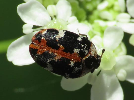 Anthrenus scrophulariae, Teppichkäfer
