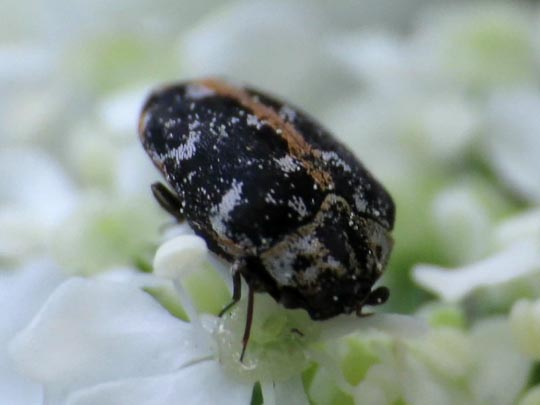 Anthrenus scrophulariae, Teppichkäfer