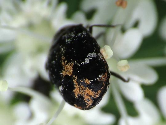 Anthrenus scrophulariae, Teppichkäfer