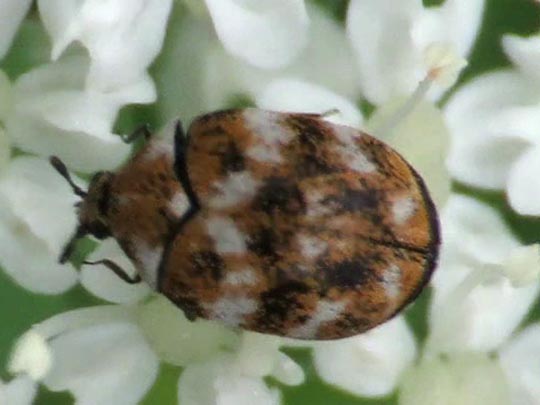 Anthrenus verbasci, Wollkrautblütenkäfer