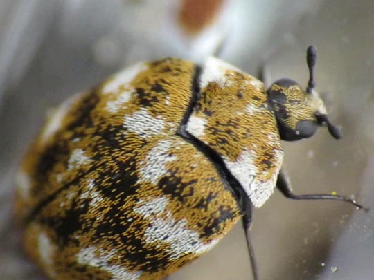 Anthrenus verbasci, Wollkrautblütenkäfer