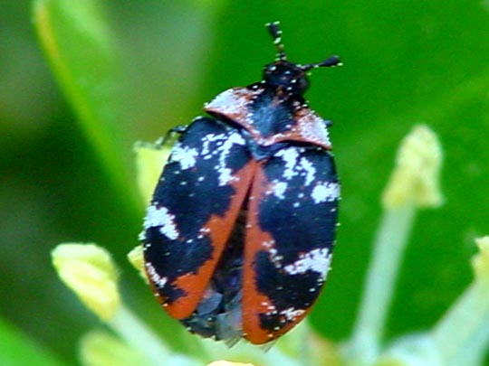 Anthrenus scrophulariae, Teppichkäfer