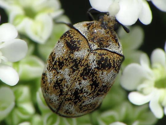 Anthrenus verbasci, Wollkrautblütenkäfer
