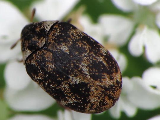 Anthrenus museorum, Kabinettkäfer