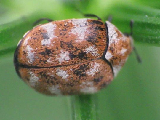 Anthrenus verbasci, Wollkrautblütenkäfer