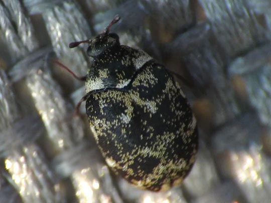 Anthrenus museorum, Kabinettkäfer