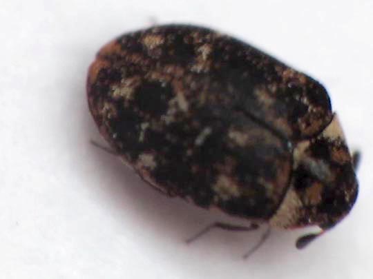 Anthrenus museorum, Kabinettkäfer