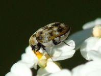 Anthrenus verbasci, Wollkrautblütenkäfer