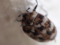 Anthrenus verbasci, Wollkrautblütenkäfer