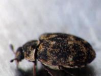 Anthrenus museorum, Kabinettkäfer