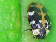 Anthrenus scrophulariae, Teppichkäfer