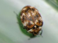 Anthrenus verbasci, Wollkrautblütenkäfer