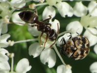 Anthrenus verbasci, Wollkrautblütenkäfer