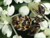 Anthrenus verbasci, Wollkrautblütenkäfer