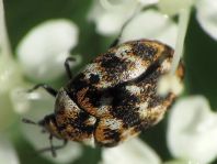 Anthrenus verbasci, Wollkrautblütenkäfer