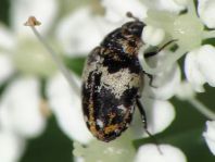 Anthrenus pimpinellae