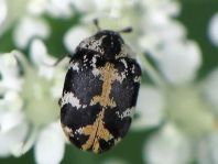 Anthrenus scrophulariae, Teppichkäfer