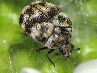 Anthrenus verbasci, Wollkrautblütenkäfer