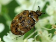 Anthrenus verbasci, Wollkrautblütenkäfer