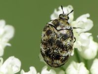 Anthrenus verbasci, Wollkrautblütenkäfer