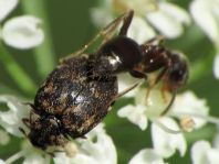 Anthrenus museorum, Kabinettkäfer