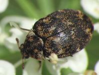 Anthrenus museorum, Kabinettkäfer