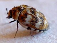 Anthrenus verbasci, Wollkrautblütenkäfer