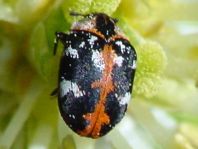 Anthrenus scrophulariae, Teppichkäfer