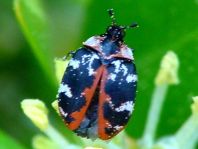 Anthrenus scrophulariae, Teppichkäfer