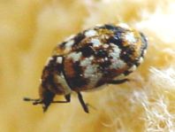 Anthrenus verbasci, Wollkrautblütenkäfer