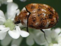 Anthrenus verbasci, Wollkrautblütenkäfer