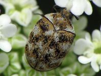 Anthrenus verbasci, Wollkrautblütenkäfer